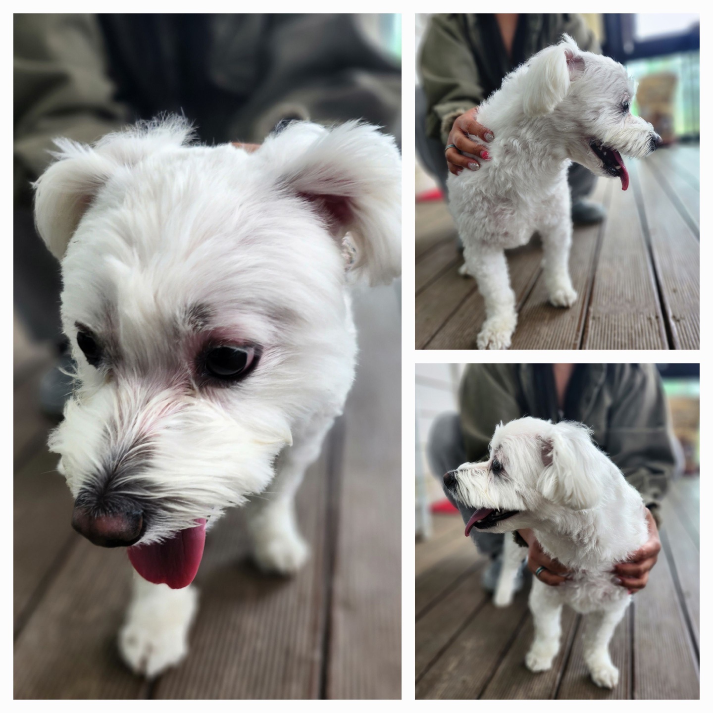 군산유기동물보호센터_445467202400743